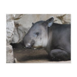 Tapir Postcard