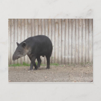 Tapir Postcard