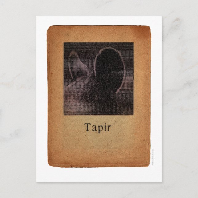 Tapir Postcard (Front)