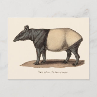 TAPIR POSTCARD