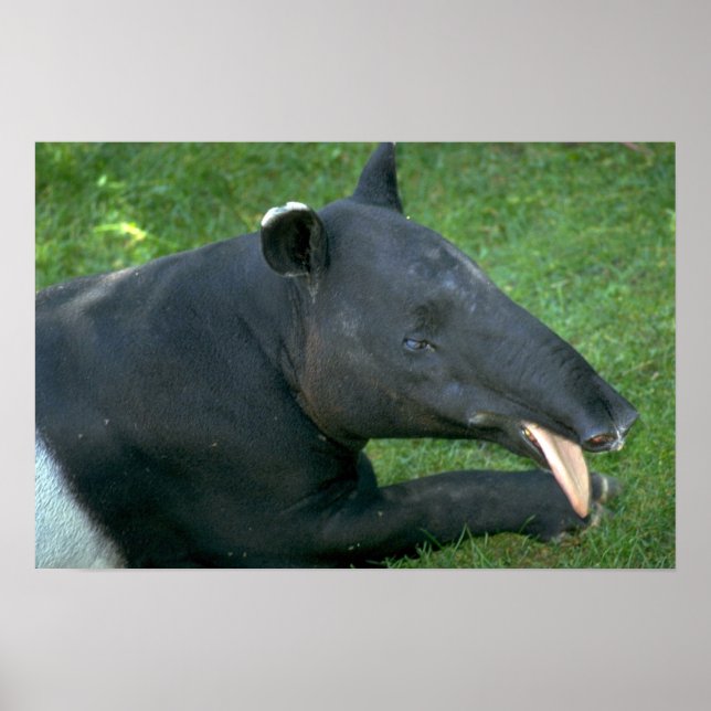 Tapir Poster (Front)