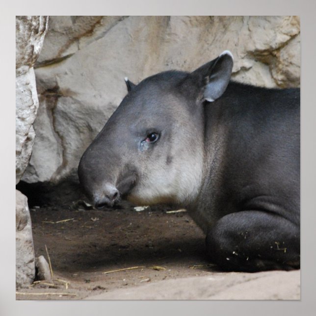 Tapir Poster (Front)