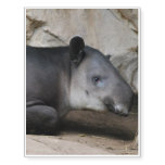 Tapir Temporary Tattoos