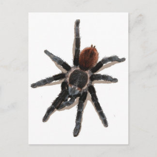 Taranchula spider live pet postcard