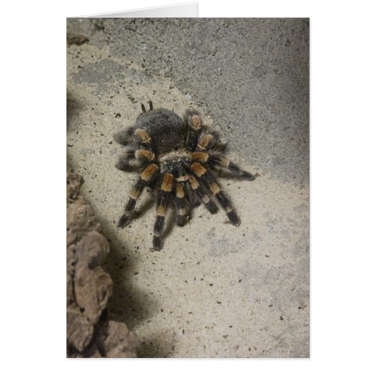 Tarantula Blank card (Front)