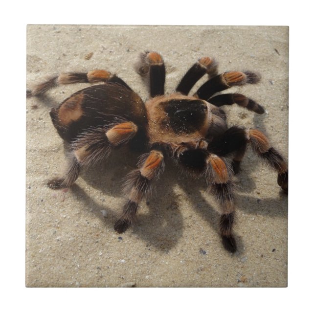 Tarantula brachypelma red knee poisonous ceramic tile (Front)