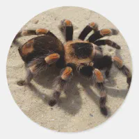 Tarantula Jumping Bird Spider awesome accessories Classic Round