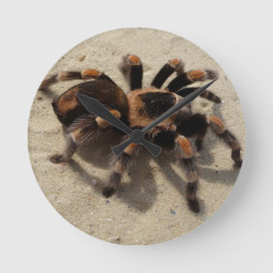 Tarantula brachypelma red knee poisonous round clock