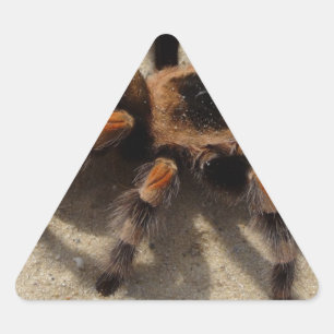 Tarantula brachypelma red knee poisonous triangle sticker