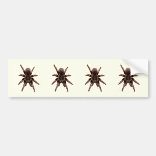 Tarantula Bumper Sticker