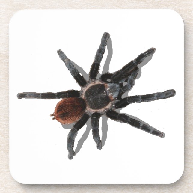 Tarantula coaster pack coark pet spider pests (Front)