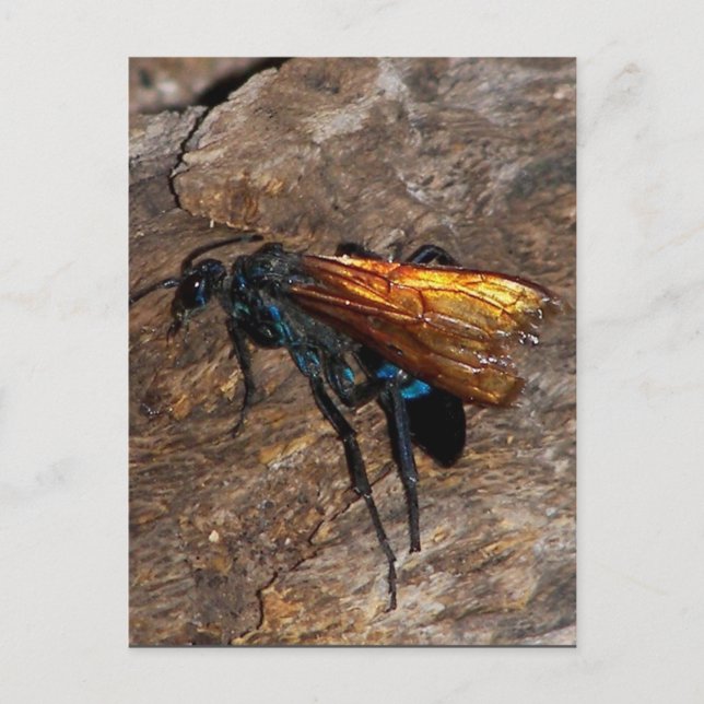 Tarantula Hawk Postcard (Front)