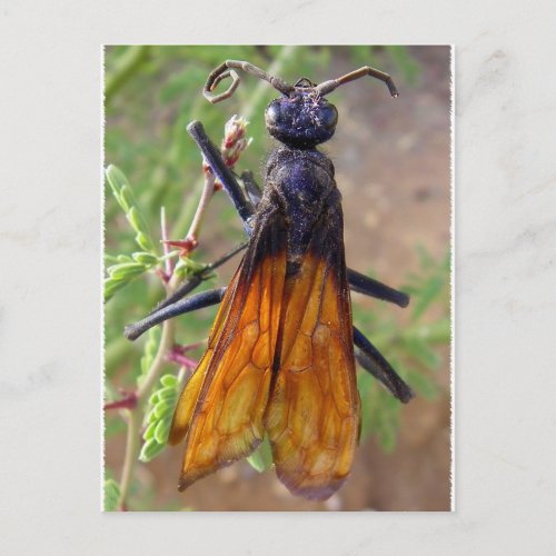 Tarantula Hawk Postcard