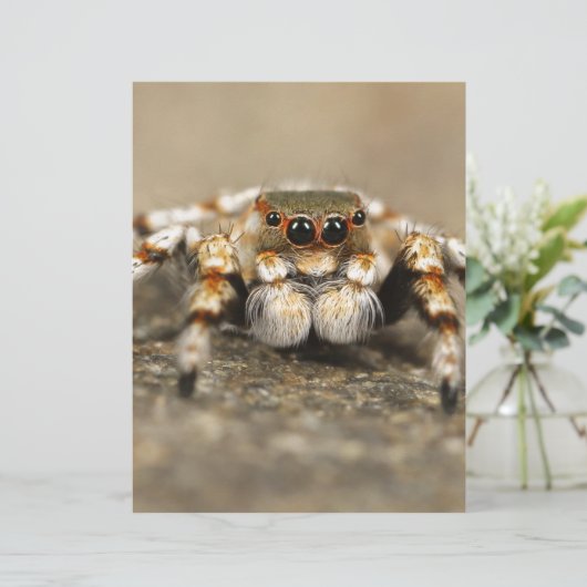 Tarantula Jumping Bird Spider awesome accessories (Standing Front)