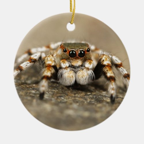 Tarantula Jumping Bird Spider awesome accessories Ceramic Ornament