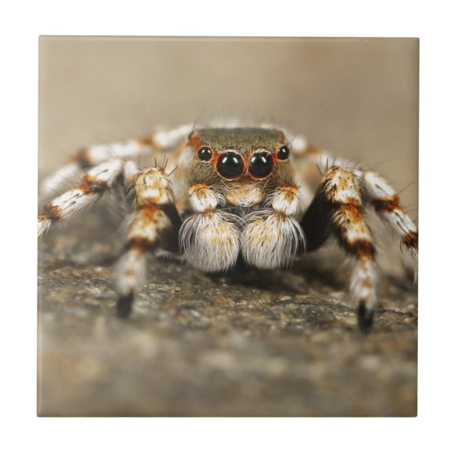 Tarantula Jumping Bird Spider awesome accessories Ceramic Tile (Front)