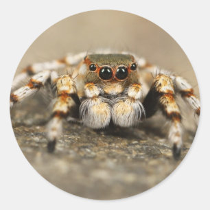 Tarantula Jumping Bird Spider awesome accessories Classic Round Sticker
