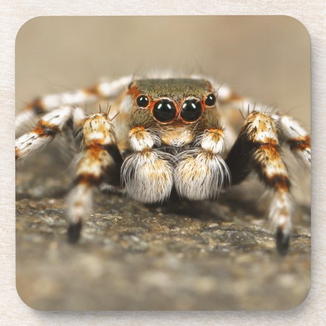 Tarantula Jumping Bird Spider awesome accessories Coaster (Front)