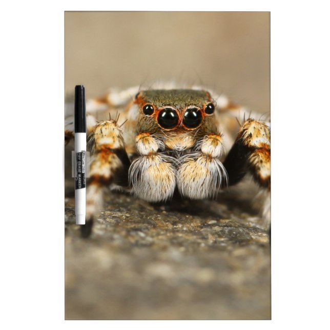 Tarantula Jumping Bird Spider awesome accessories Dry-Erase Board (Front)