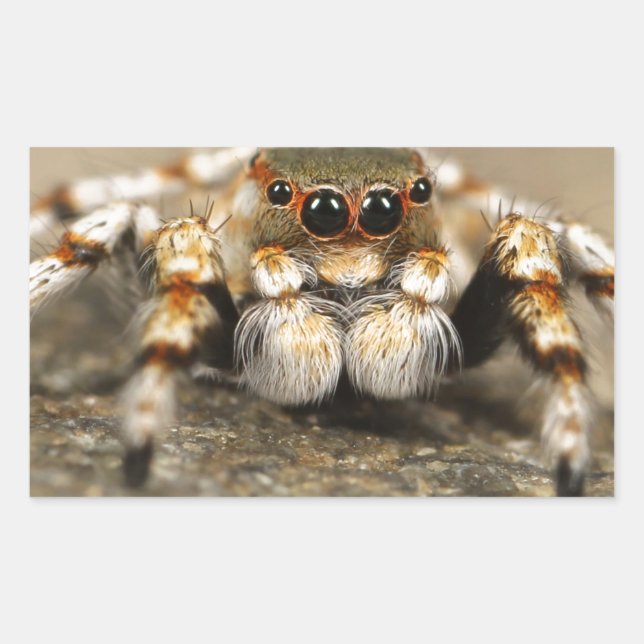 Tarantula Jumping Bird Spider awesome accessories Rectangular Sticker (Front)
