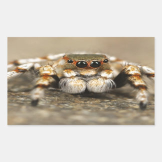 Tarantula Jumping Bird Spider awesome accessories Rectangular Sticker