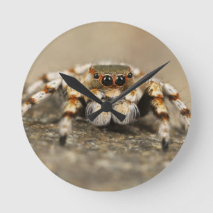 Tarantula Jumping Bird Spider awesome accessories Notebook