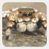 Tarantula Jumping Bird Spider awesome accessories Classic Round
