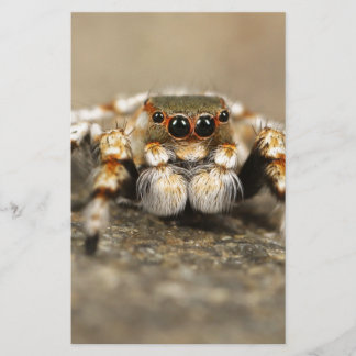 Tarantula Jumping Bird Spider awesome accessories Stationery