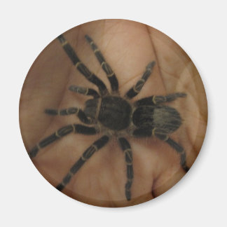 Tarantula Magnet