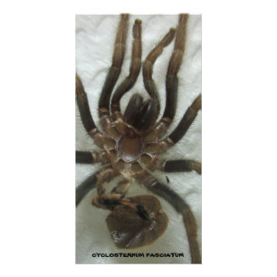 Tarantula Molt Card