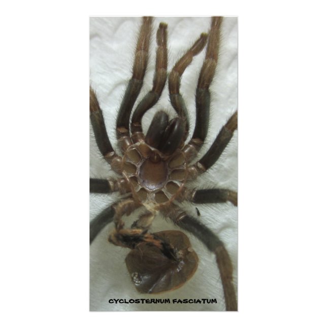 Tarantula Molt Card (Front)