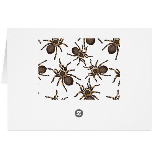 Tarantula on white (Back Horizontal)