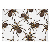 Tarantula on white (Front Horizontal)