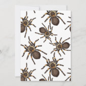 Tarantula on white (Front)