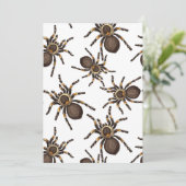 Tarantula on white (Standing Front)
