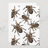 Tarantula on white (Front/Back)