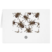 Tarantula on white cards (Back Horizontal)