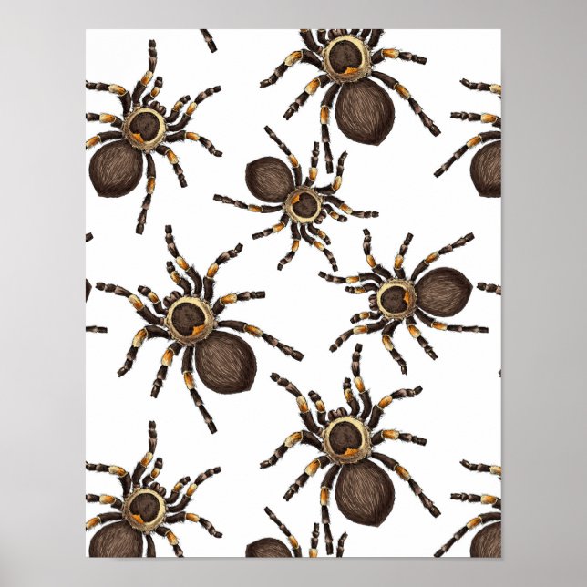 Tarantula on white poster (Front)