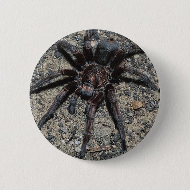 Tarantula Pinback Button (Front)