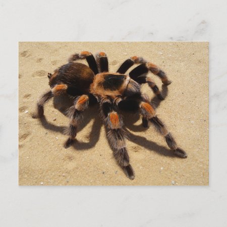 Tarantula Postcard
