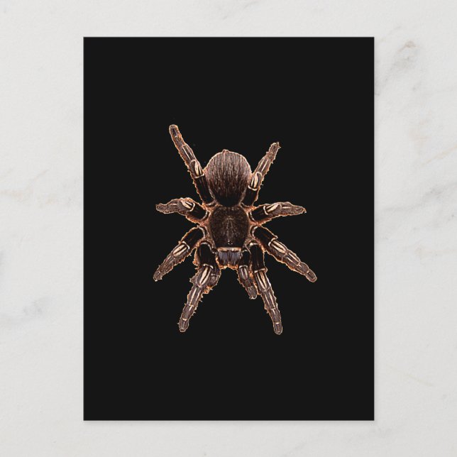 Tarantula Postcard (Front)