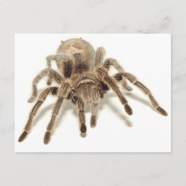 Tarantula Postcard (Front)