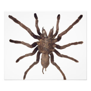 Tarantula Poster