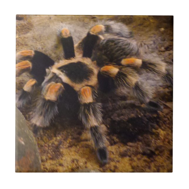Tarantula Small (4.25" x 4.25") Ceramic Photo Tile (Front)