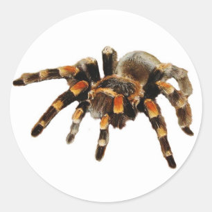 Tarantula spider black and orange classic round sticker
