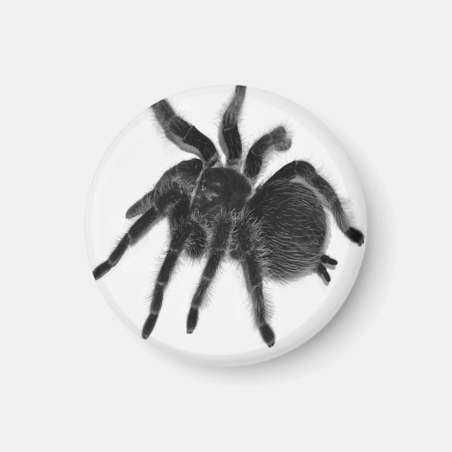 Tarantula Spider Black White Magnet (Front)