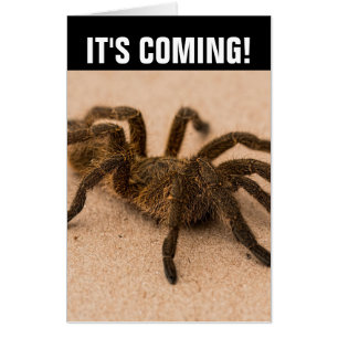 TARANTULA SPIDER FUNNY 18X24 GIANT BIRTHDAY CARDS