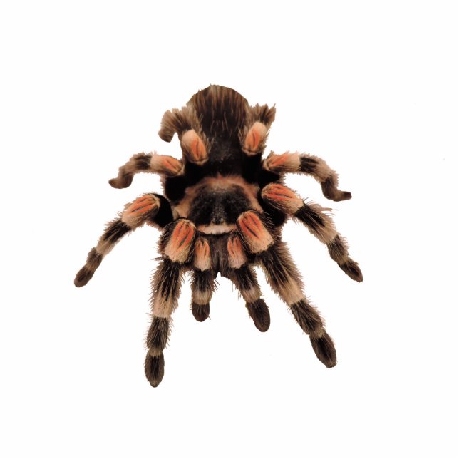 Tarantula spider statuette (Front)