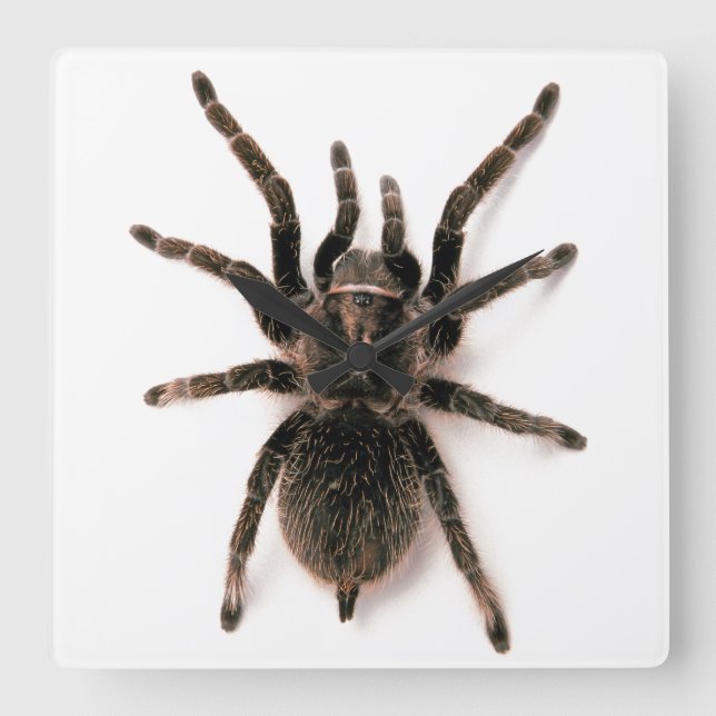 Tarantula Spider Wall Clock (Front)