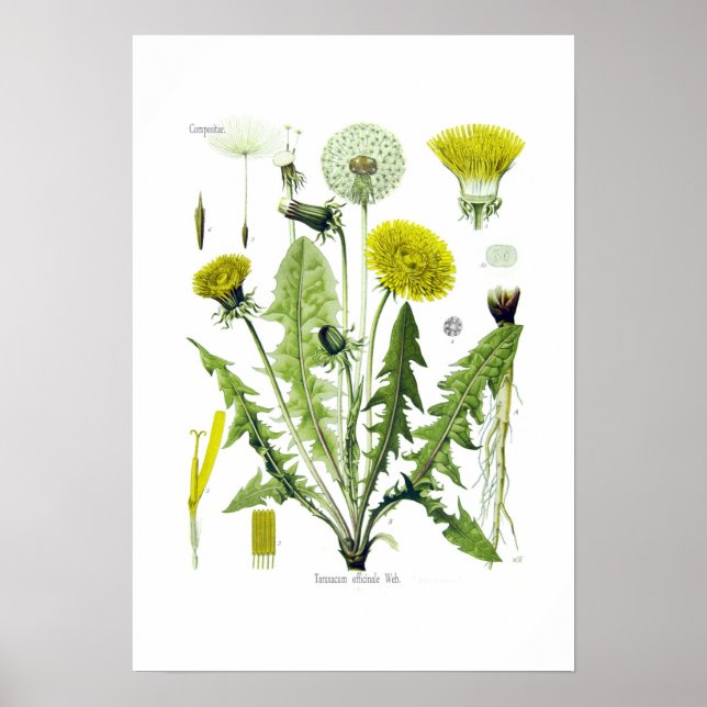 Taraxacum officinale (Dandelion) Poster (Front)
